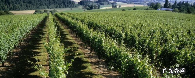 如何种植果树,需掌握具体五点