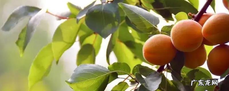 杏胡种植方法,苗期养护要点