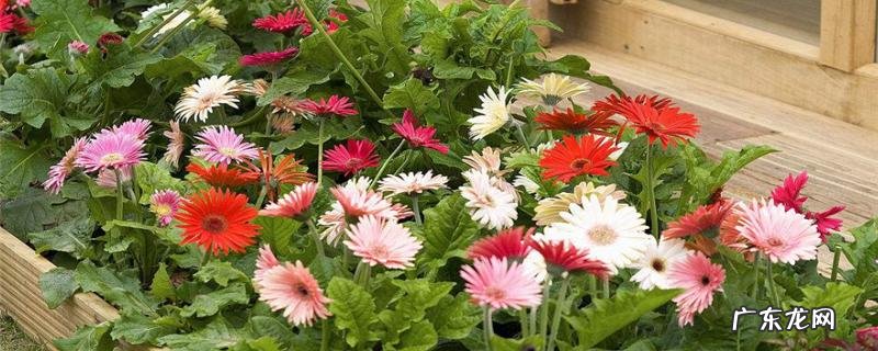 非洲菊种植方法,附养护注意事项