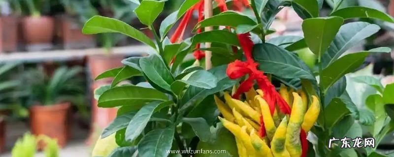 佛手种植技术,用什么土壤种植佛手