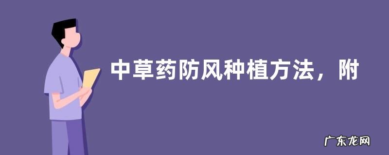 中草药防风种植方法，附田间管理技术