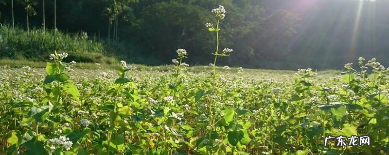 荞麦怎么种,田间管理技术