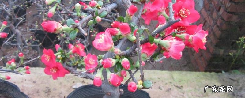 海棠树的种植方法,这四点是关键