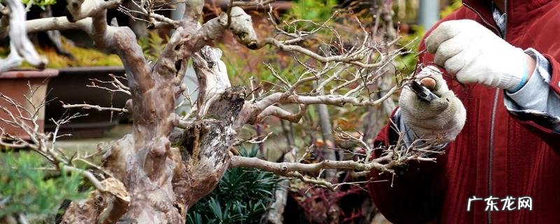 盆景应该如何修剪,主要有以下六种方式