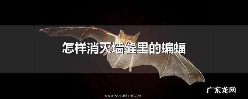 怎样消灭墙缝里的蝙蝠
