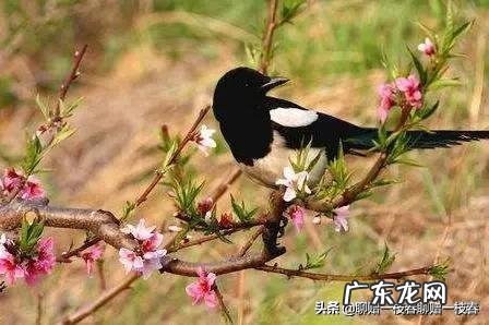 喜上眉梢的画风水好吗 喜上眉梢风水局