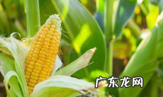 生玉米放冷藏还是冷冻 生玉米存放哪里最佳