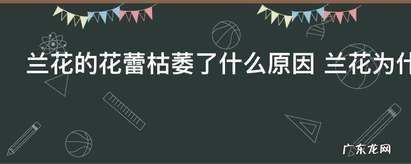 兰花的花蕾枯萎了什么原因 兰花为什么花蕾枯萎