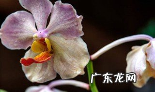兰花的花蕾枯萎了什么原因 兰花为什么花蕾枯萎
