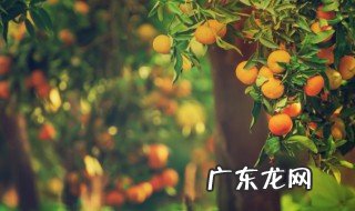 沙糖桔是哪个地方的特产 沙糖桔主产地