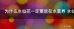 为什么水仙花一定要放在水里养 水仙花要放在水里养吗