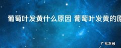 葡萄叶发黄什么原因 葡萄叶发黄的原因是什么