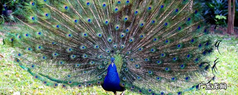 孔雀的尾巴有什么作用