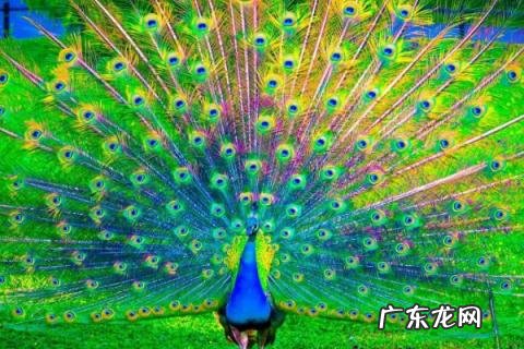 孔雀的尾巴有什么作用