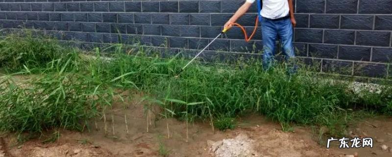 敌草快除草剂使用方法