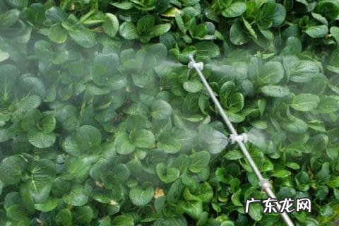 联苯菊酯都杀什么虫