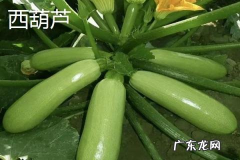 瓠子和西葫芦是一个东西吗
