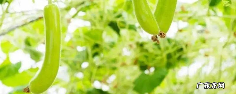 瓠子和西葫芦是一个东西吗