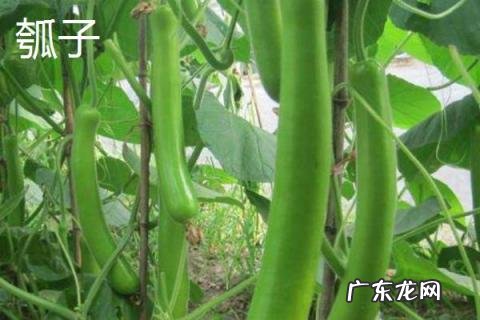 瓠子和西葫芦是一个东西吗