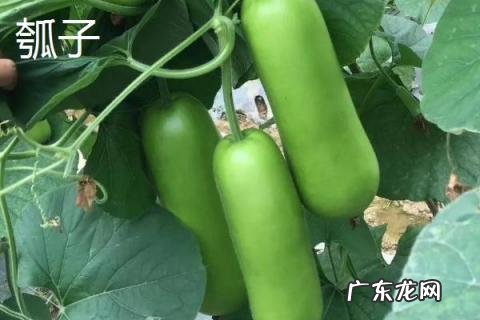 瓠子和西葫芦是一个东西吗