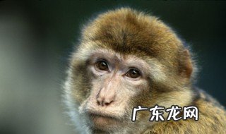 六耳猕猴的来历是什么 六耳猕猴是怎么来的