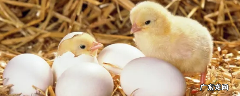 怎样养小鸡才不会死,注意做好这几点