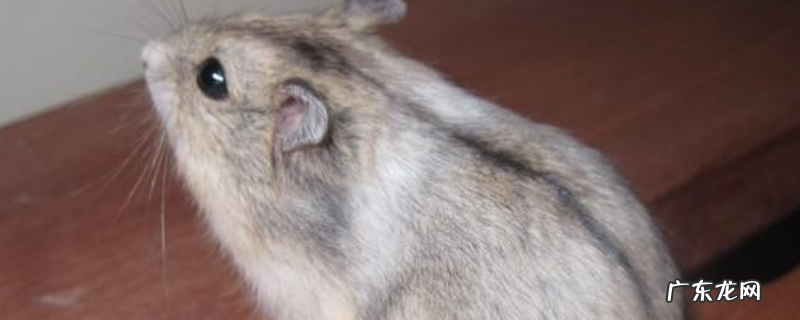 一线仓鼠的养殖方法,笼子、温度、喂饲要求