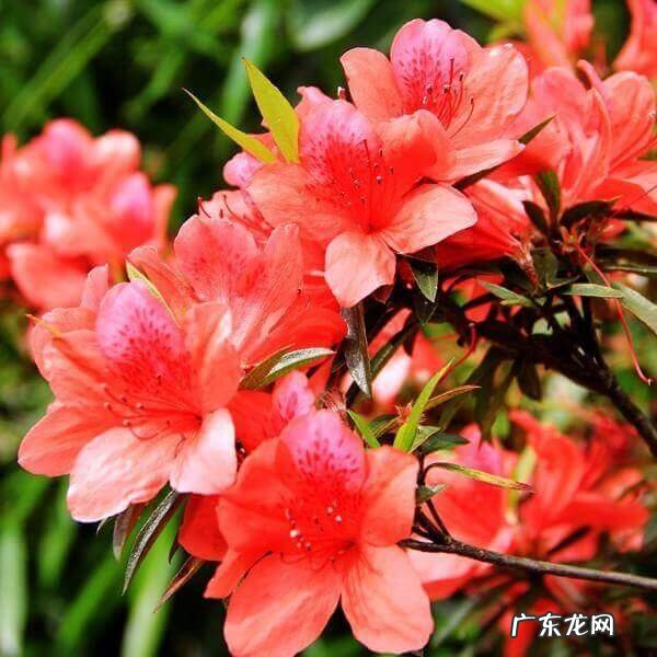 凤凰山风水宝地 映山红风水宝地