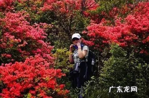 凤凰山风水宝地 映山红风水宝地