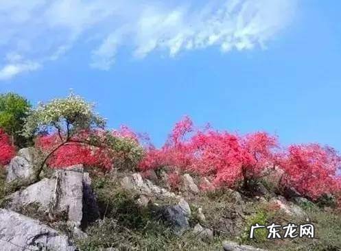 凤凰山风水宝地 映山红风水宝地