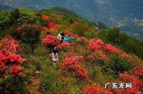 凤凰山风水宝地 映山红风水宝地