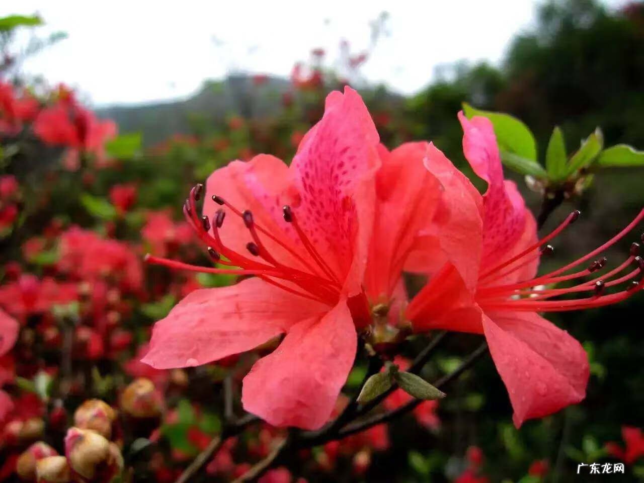 凤凰山风水宝地 映山红风水宝地