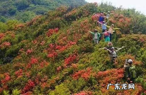 凤凰山风水宝地 映山红风水宝地
