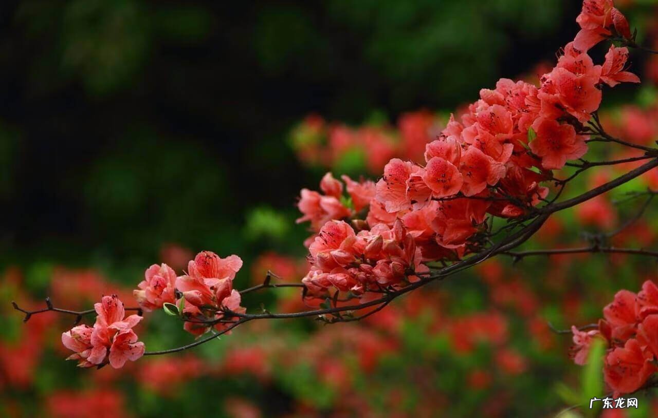 凤凰山风水宝地 映山红风水宝地