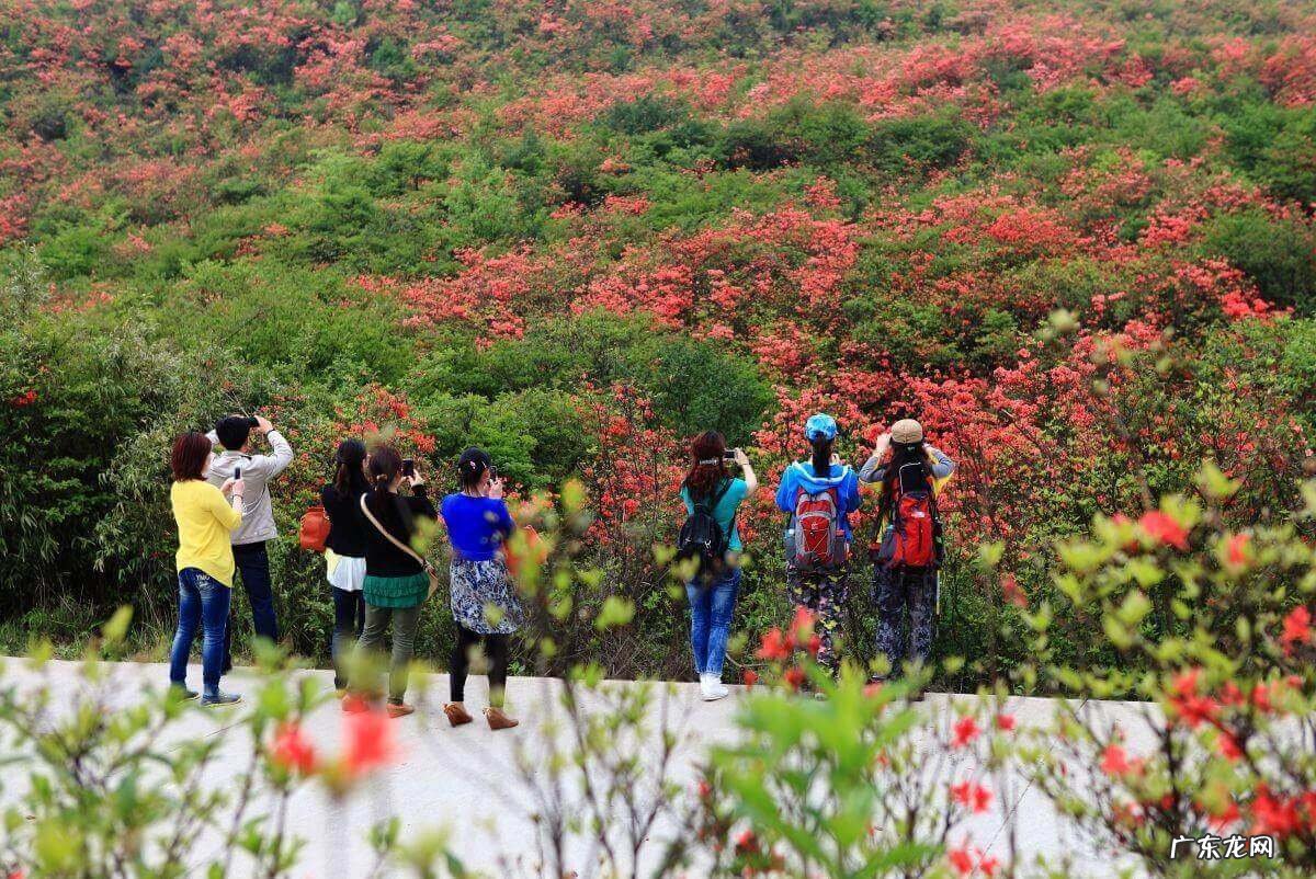 凤凰山风水宝地 映山红风水宝地