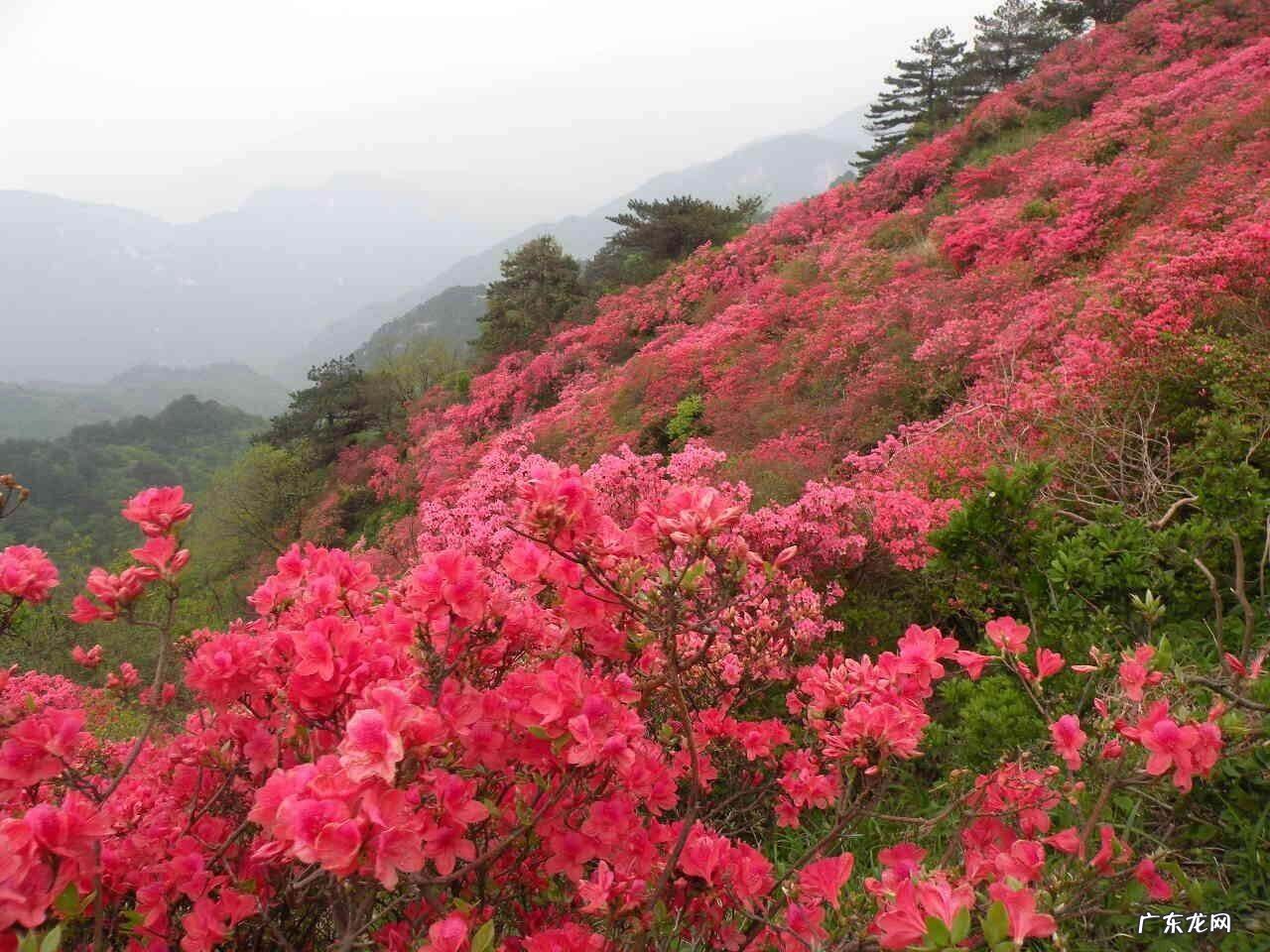 凤凰山风水宝地 映山红风水宝地