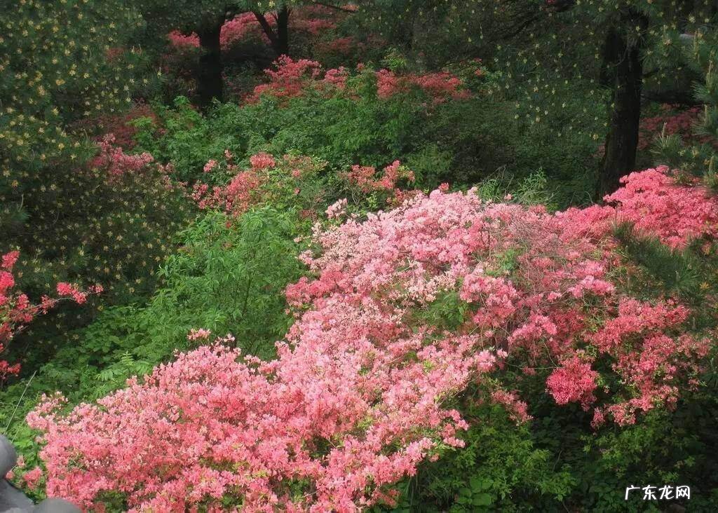 凤凰山风水宝地 映山红风水宝地