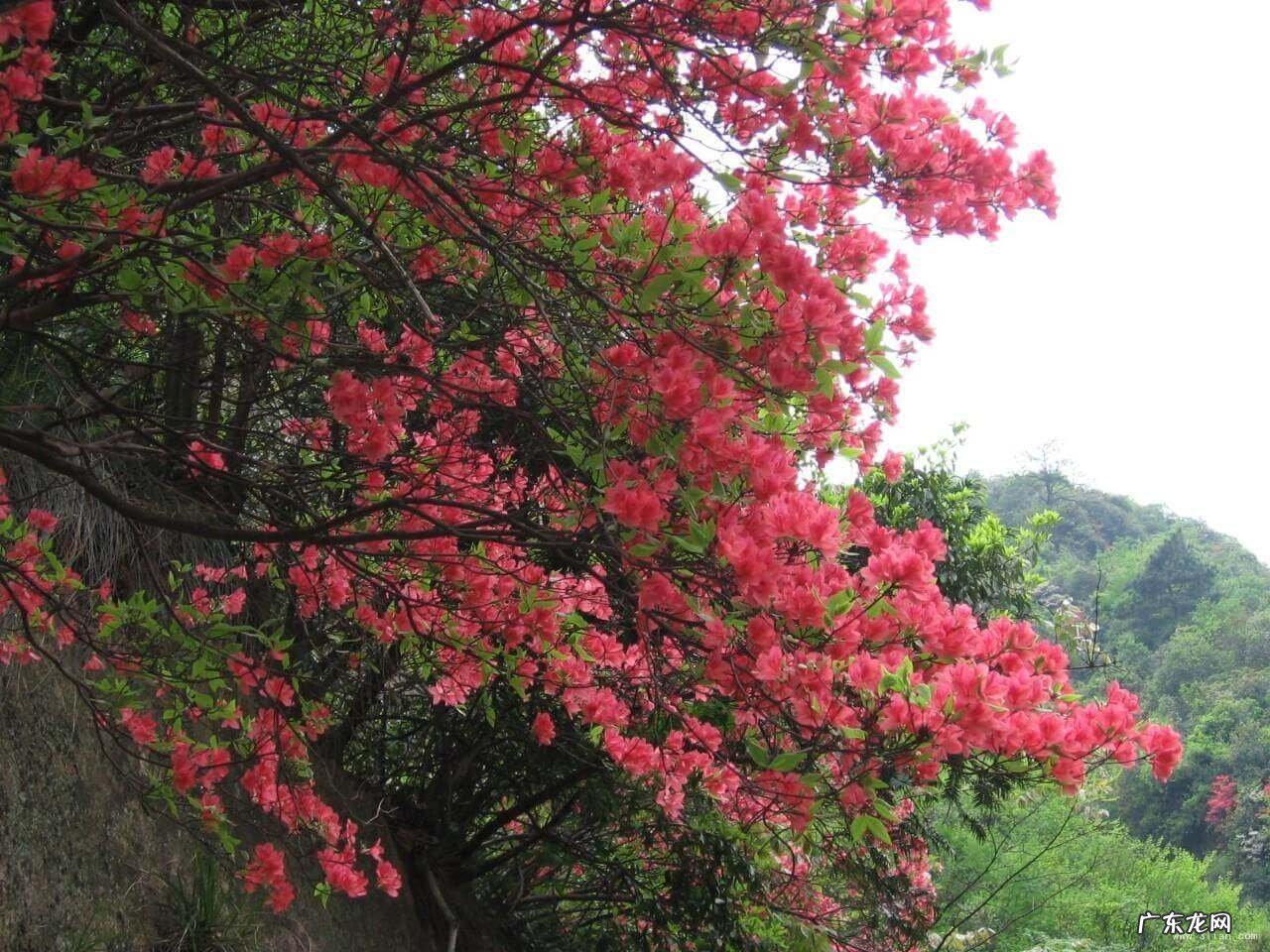 凤凰山风水宝地 映山红风水宝地