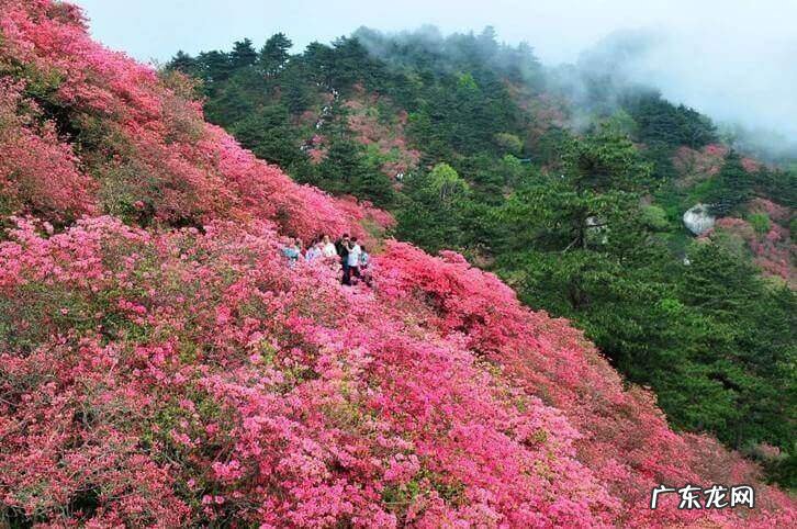 凤凰山风水宝地 映山红风水宝地