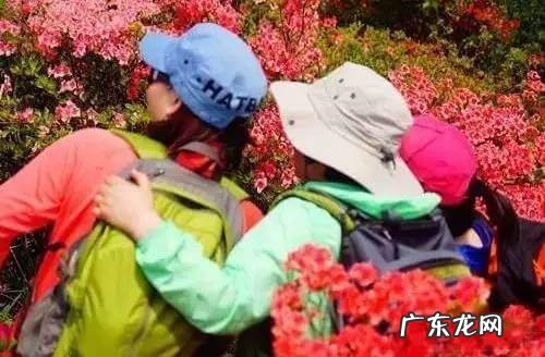 凤凰山风水宝地 映山红风水宝地