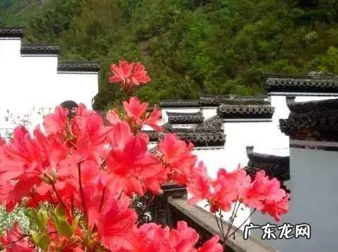 凤凰山风水宝地 映山红风水宝地