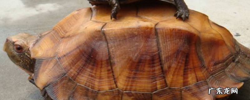 锯缘龟该如何养,详细如下