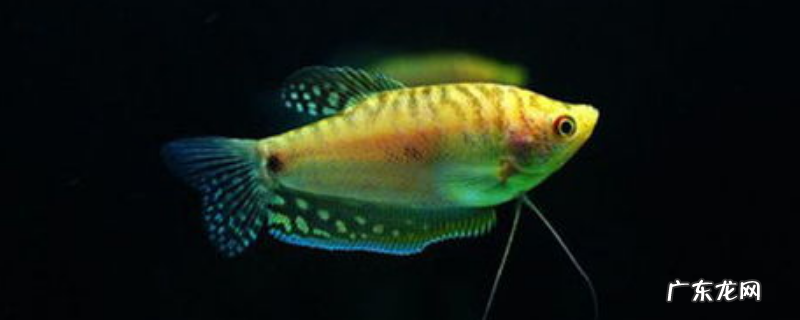 曼龙怎么繁殖,附其繁殖特点