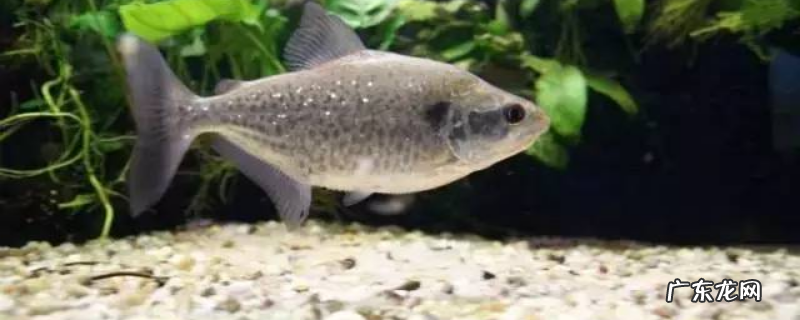 水虎鱼的养殖方法,注意做好这几点