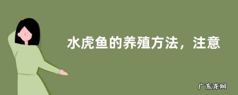 水虎鱼的养殖方法,注意做好这几点