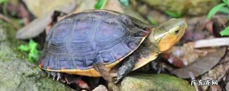 安缘的养殖方法,注意做好这几点