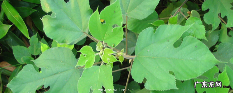 构树饲料在哪里买,附构树的价值