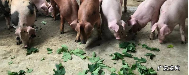 1亩构树叶可以养多少头猪,构树叶养猪有哪些好处