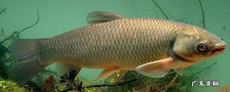 怎么治草鱼肝胆综合症,有哪些发病症状