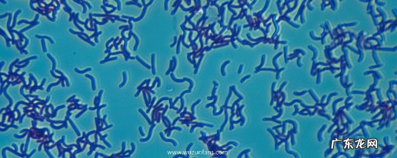 碘能否杀弧菌,弧菌是什么